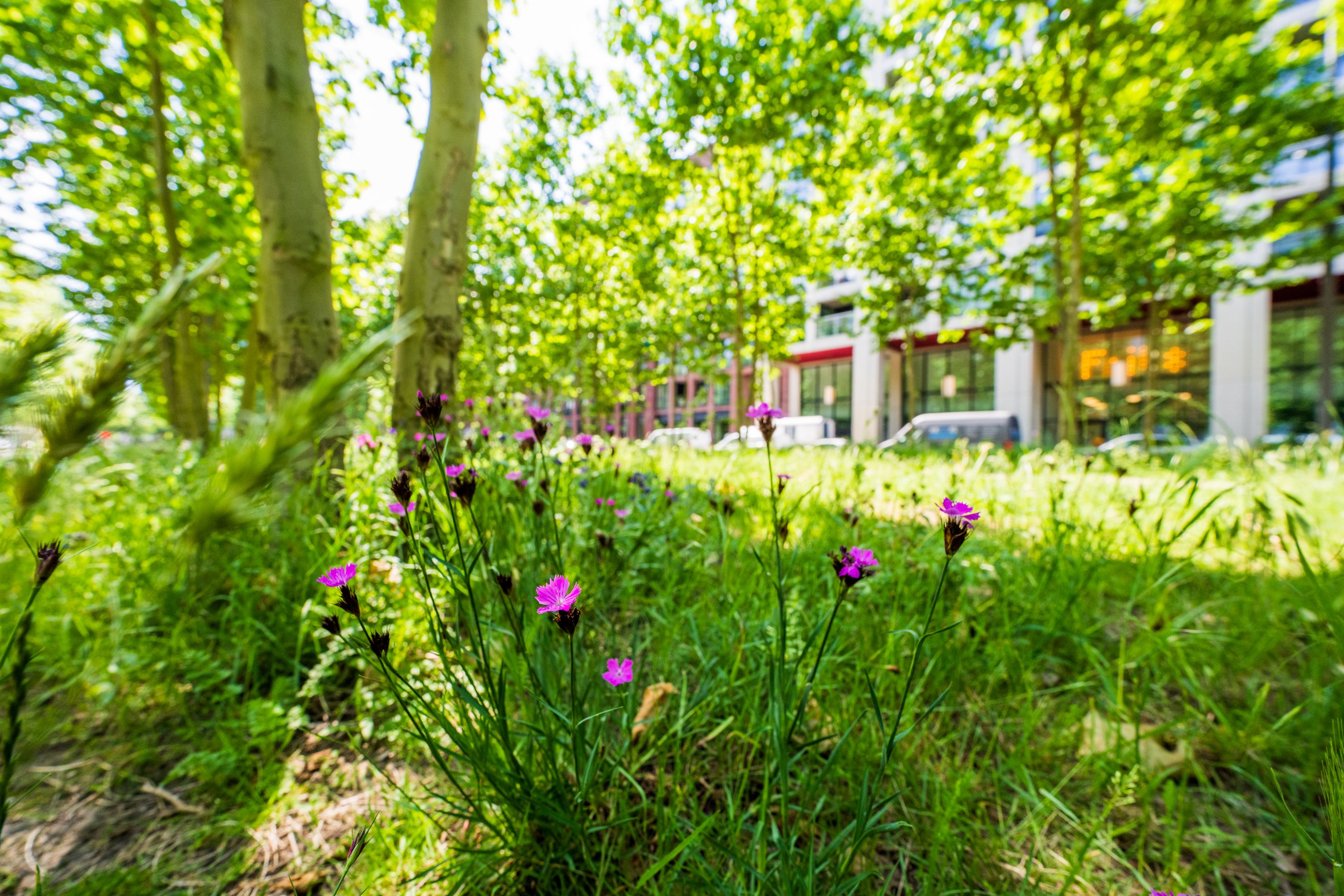 Kruidenrijk gras Strijp